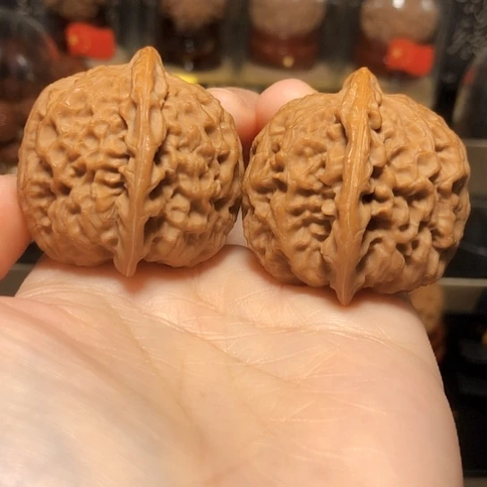 野生小众：麒麟甲（全家福）