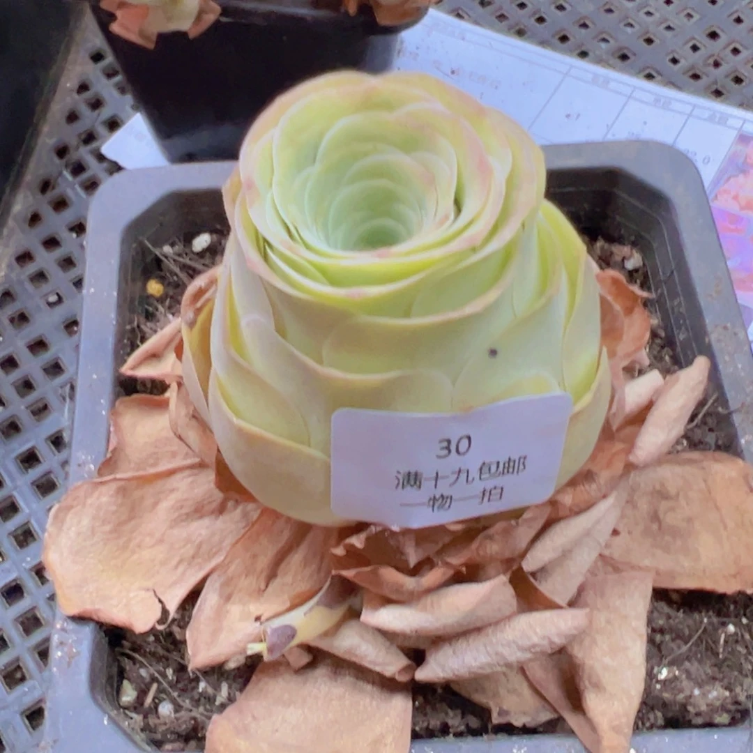 30 带盆土发货无售后