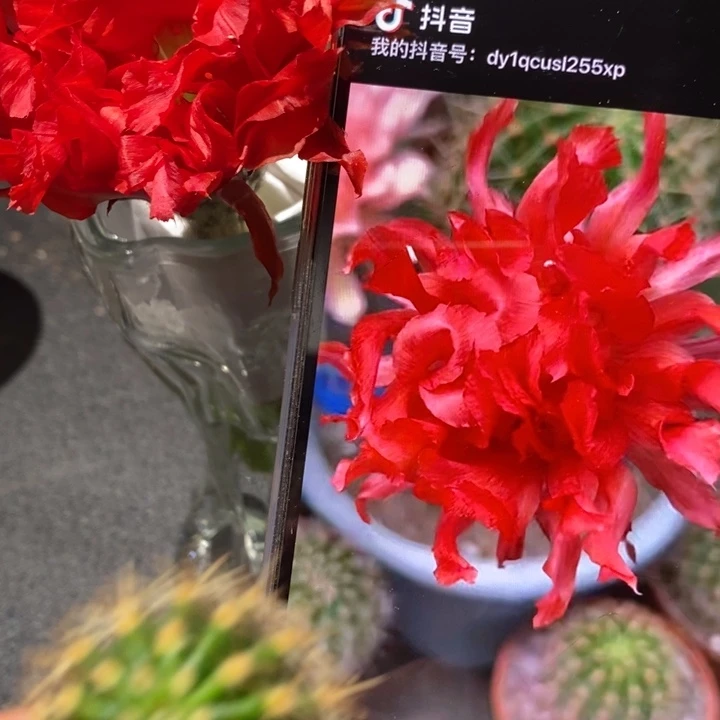 香香红卷卷侧芽2-2.5公分左右