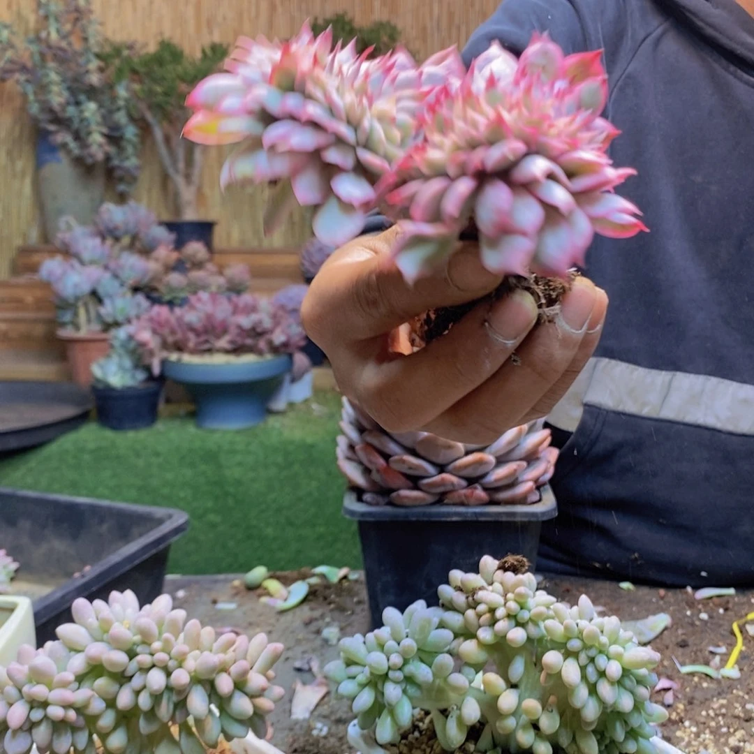 谜*257号月光女神缀化