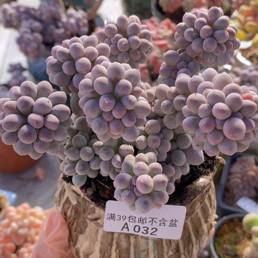 香水手指奶11cm032多肉植物