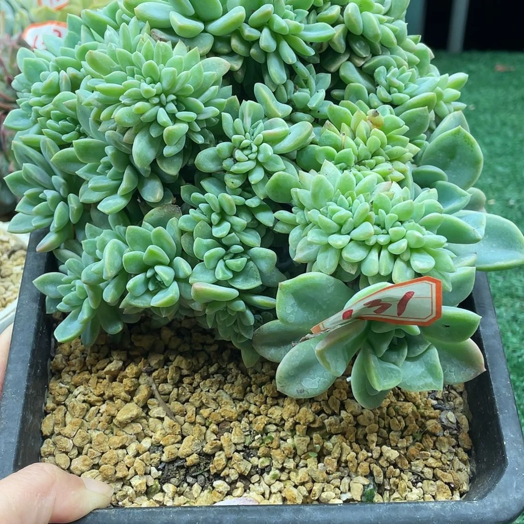 131一物一一拍一拍