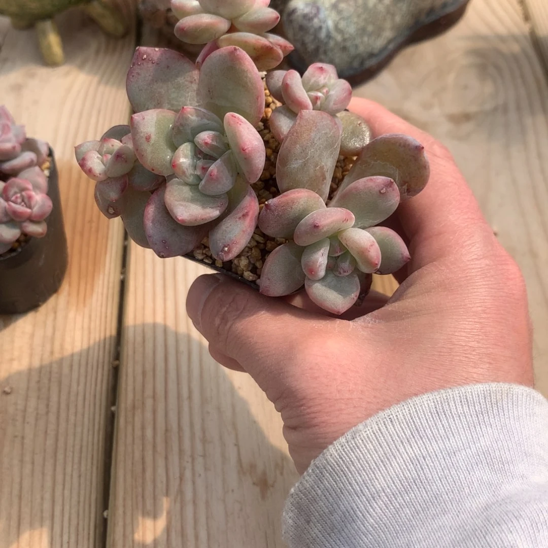 ?****毛小卷毛突尼斯发货多肉