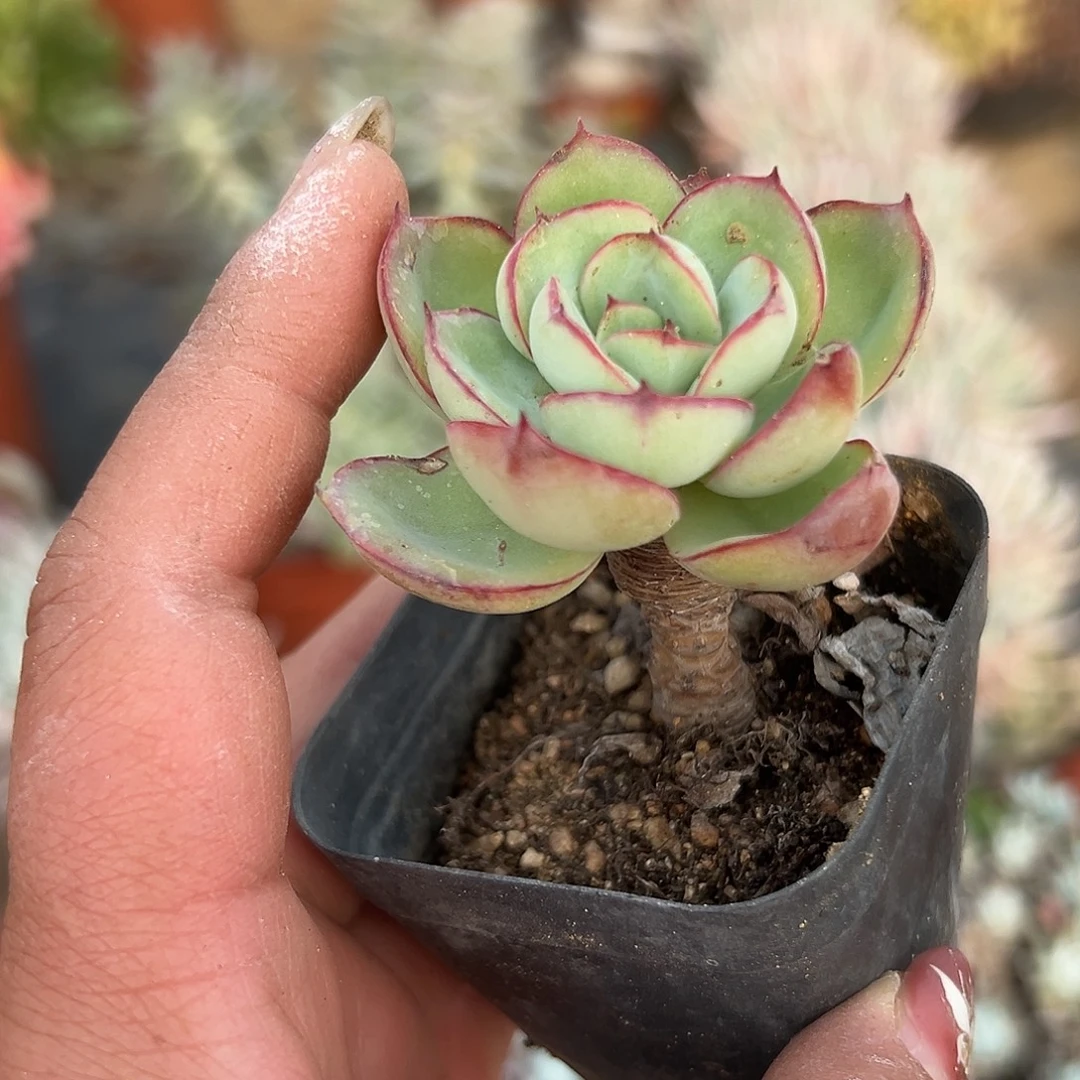 多肉植物多肉植物