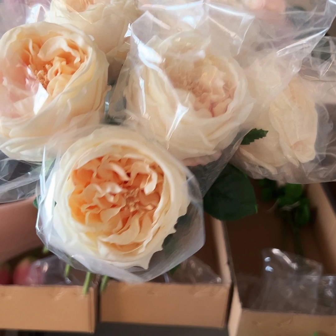 6枝香槟手感奥斯汀玫瑰花