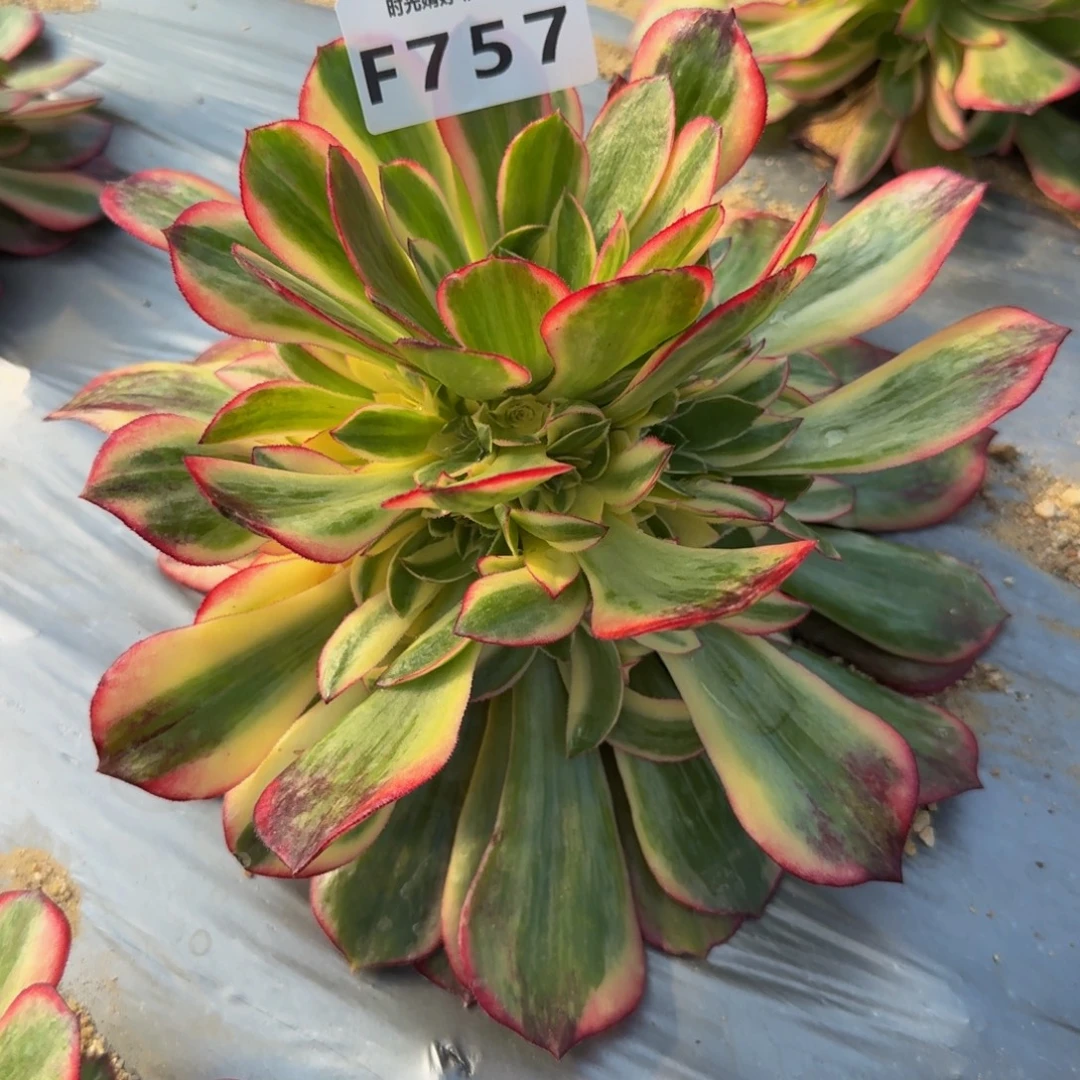 757黑魔锦 多肉植物
