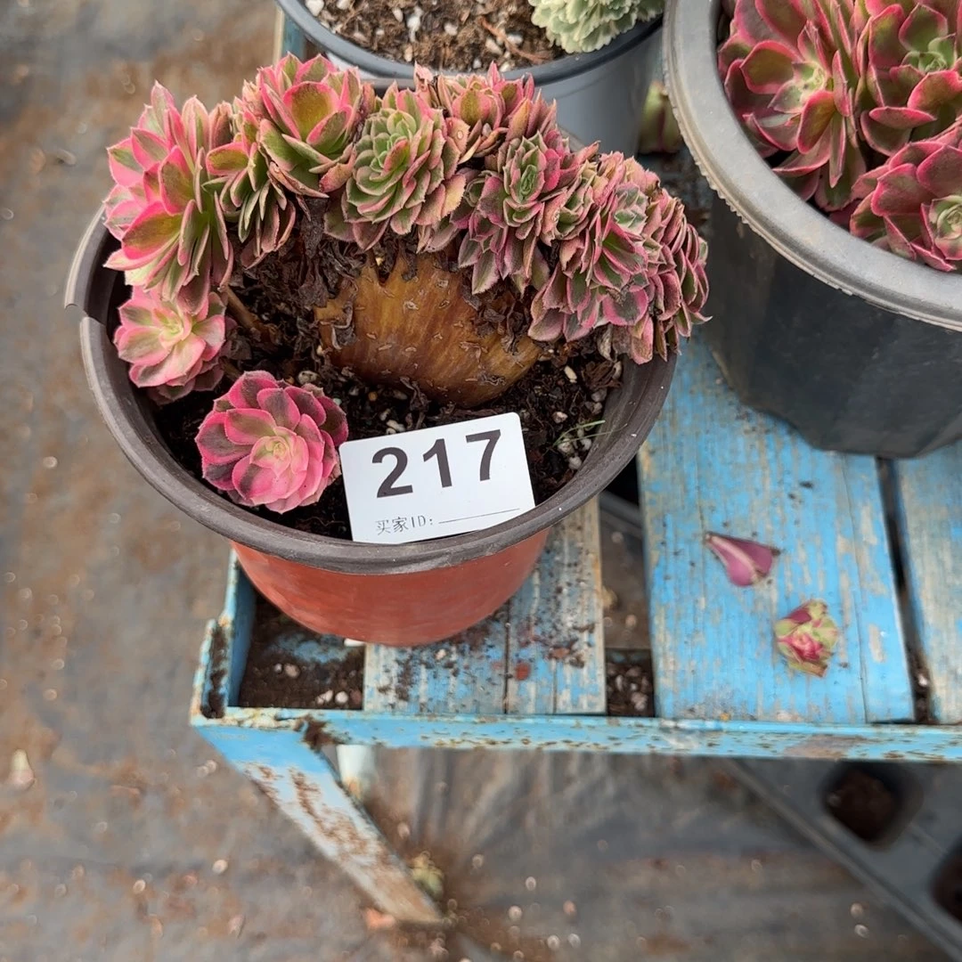 宸***涵精品多肉植物0217
