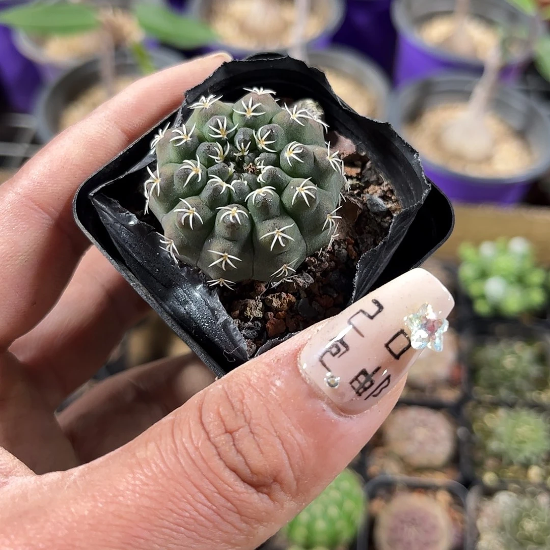 白刺瑞昌玉单头发货