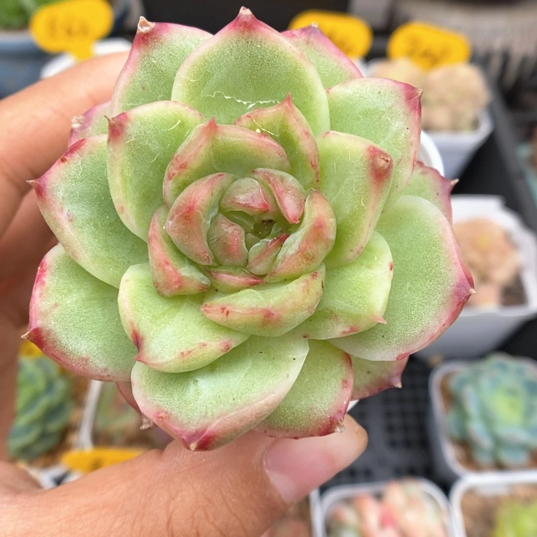 珍妮锦可拍410号。