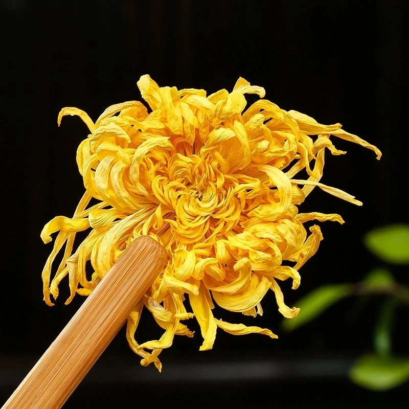 高山原产地金丝菊花茶