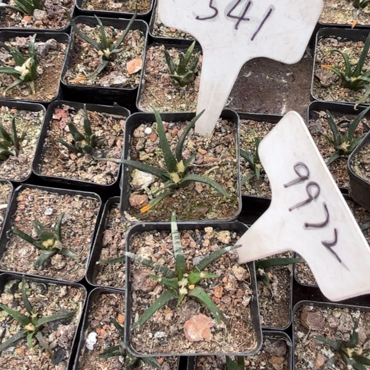 无花朵沁*541 9972二个龙舌兰牡丹