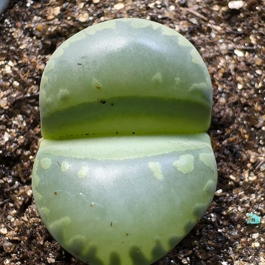 生石花11111。  85