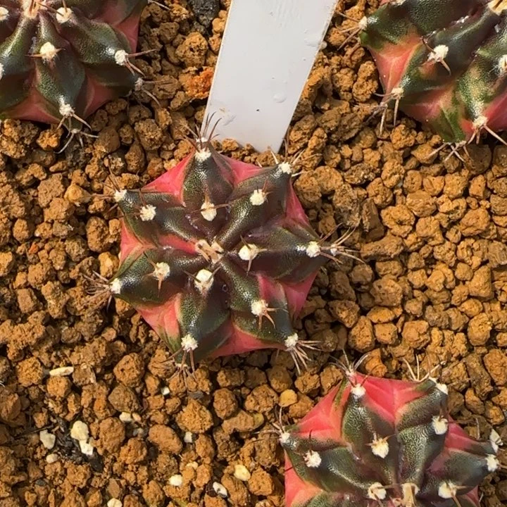 145-0120泰国发货多肉