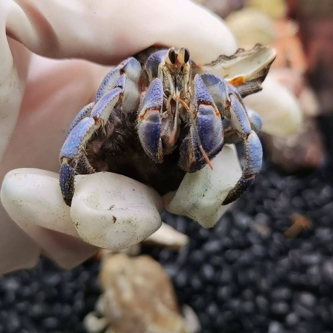 2口吃播蓝紫色紫路