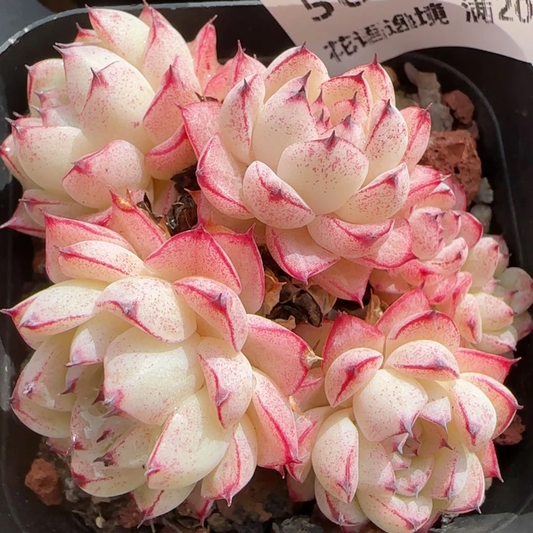 花语逸境0209-568