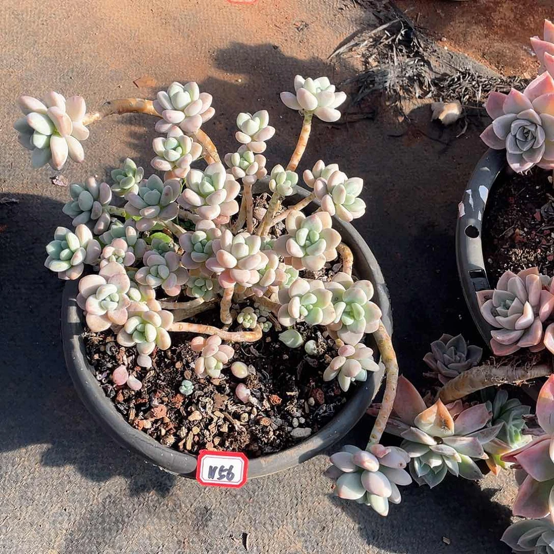 1156洛神 一物一拍多肉