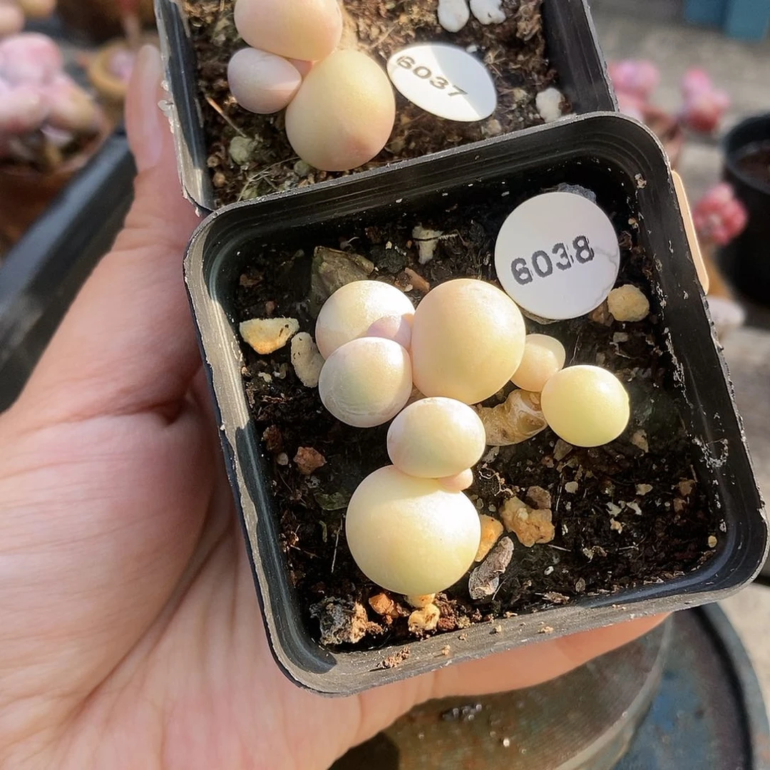 多*6037.6038两颗带盆土