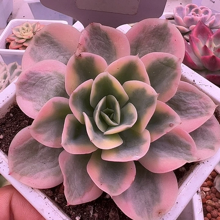 1022号星娜塔锦多肉