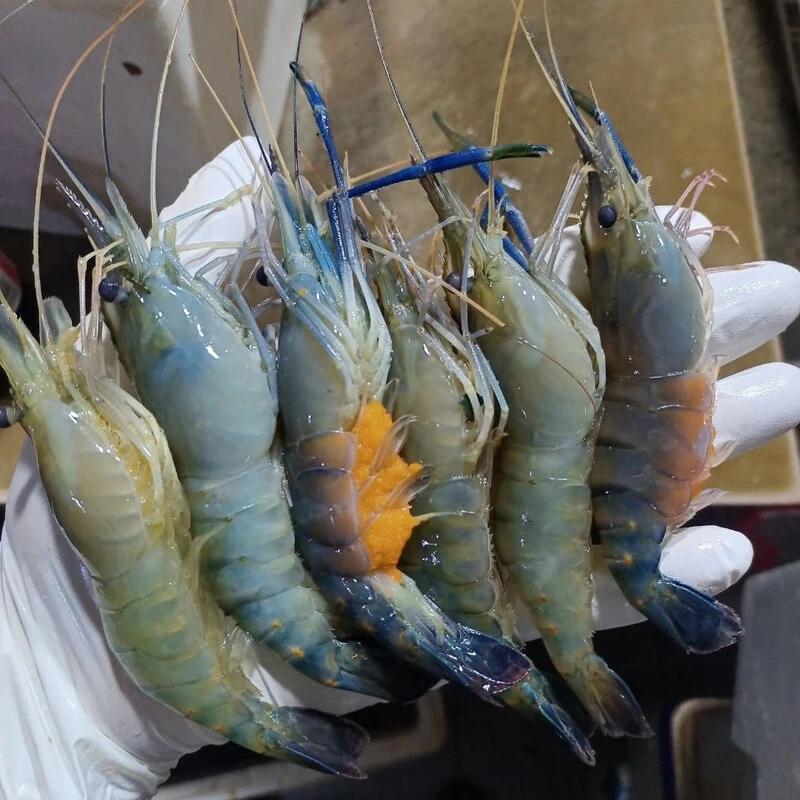 【三斤】新鲜速冻罗氏沼虾顺丰发货10-18个/斤