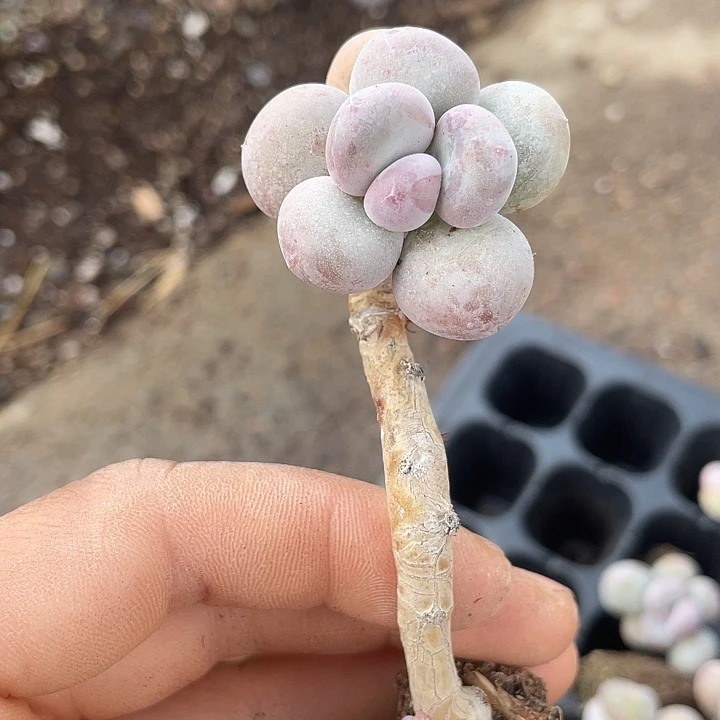 一物一拍满18包邮