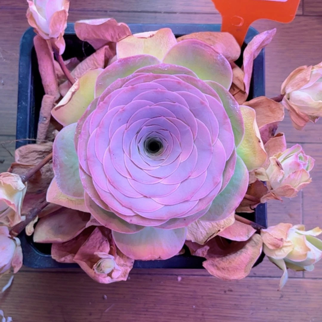 全部花朵五***境L一物一拍山地玫瑰随单155