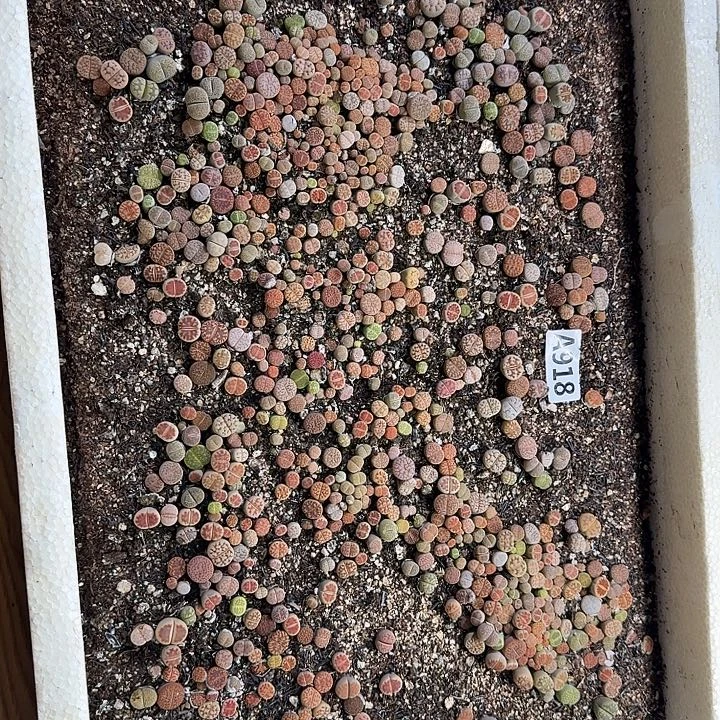 生918石花整筐脱土发货