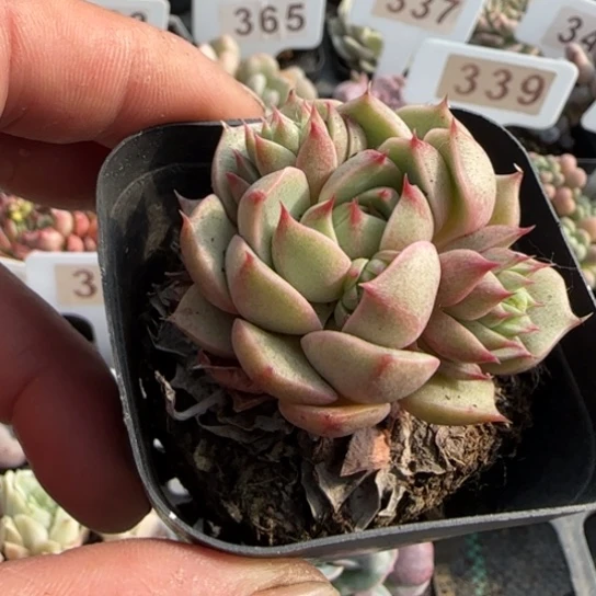 300笨吧一物一拍多肉