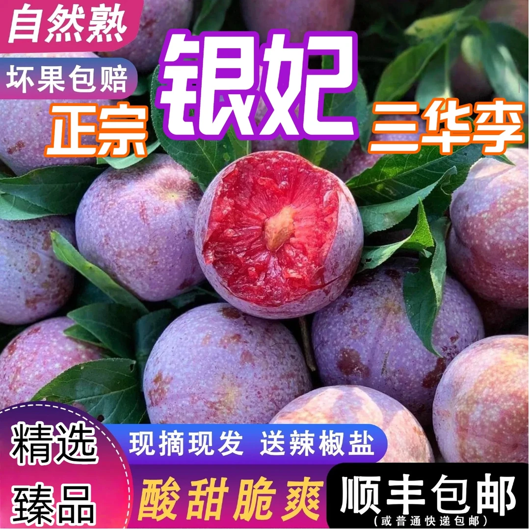 【新鲜采摘】广西银妃李三华李新鲜现摘酸脆李子当季酸甜可口水果
