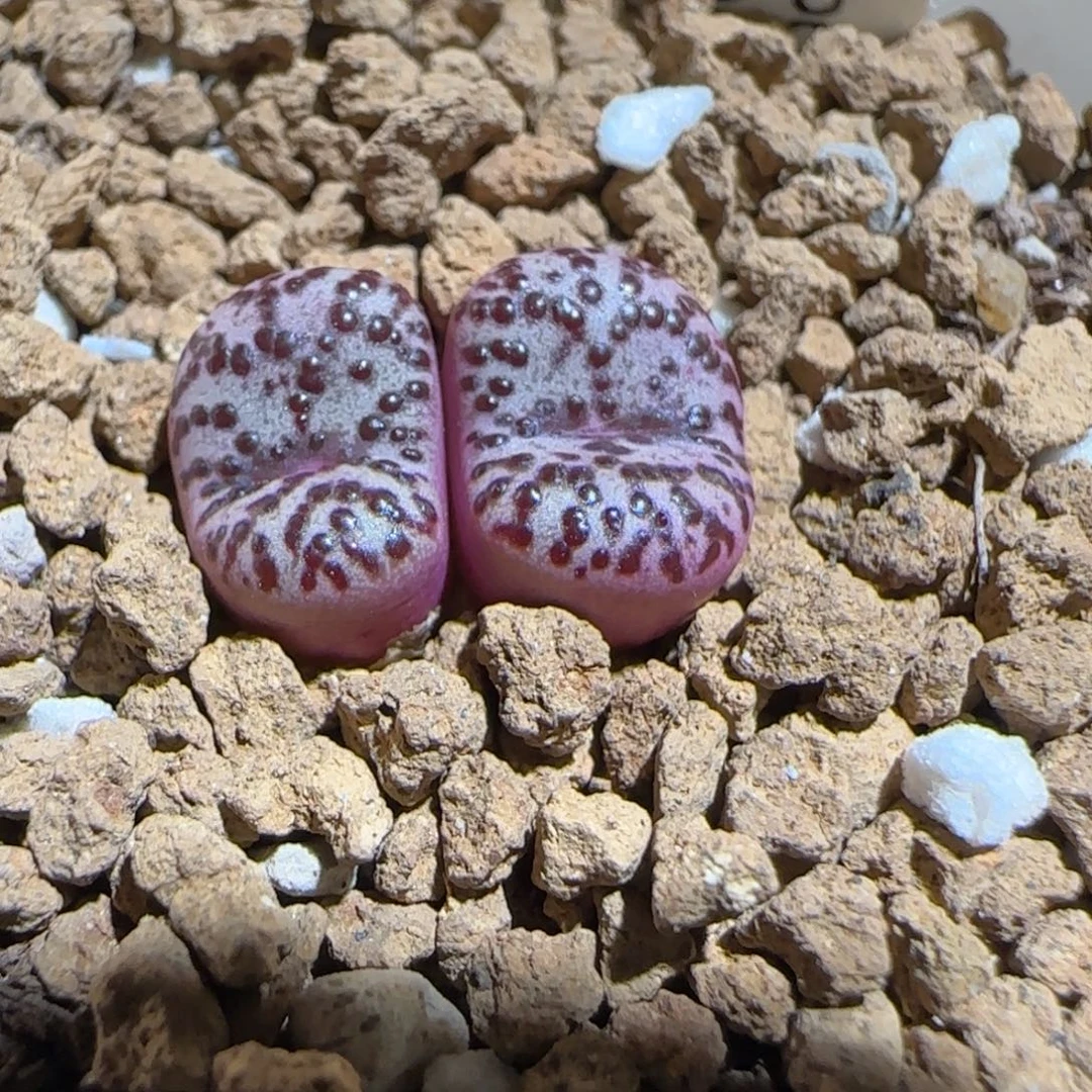 肉锥多肉植物组合-wc霓虹989