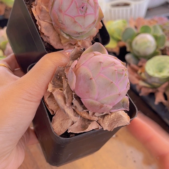 无花朵买一送一88