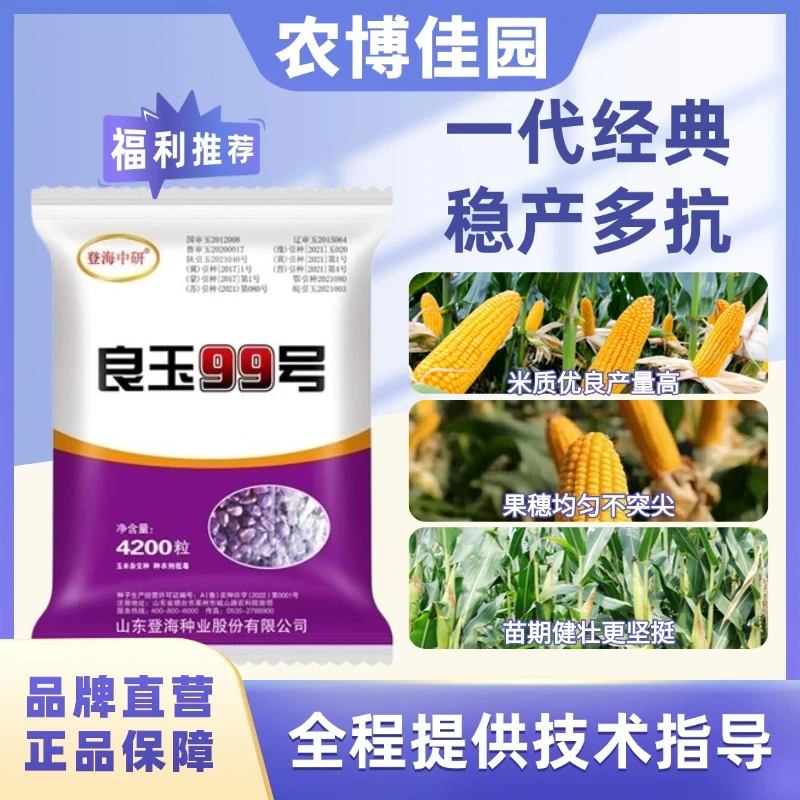 登海良玉99正品厂家直营全国通种玉米种子夏播抗病抗寒抗倒伏