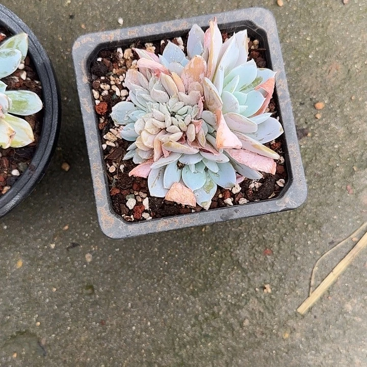 青蛙王子儿童牙膏11