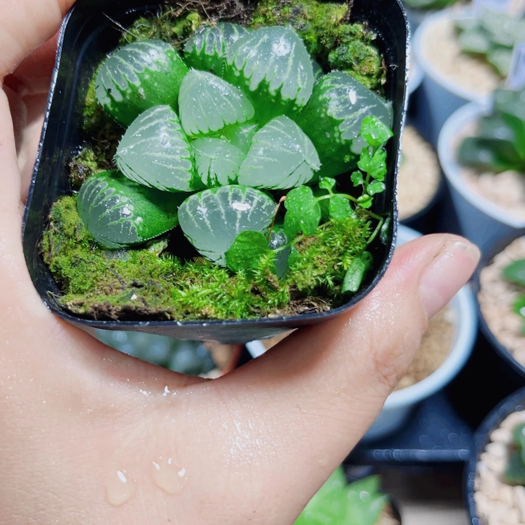 糯米玉露多肉植物6666