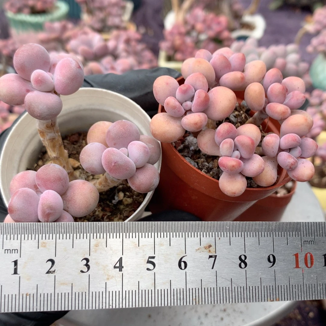 X***N2颗不带盆偏远地区不包邮的