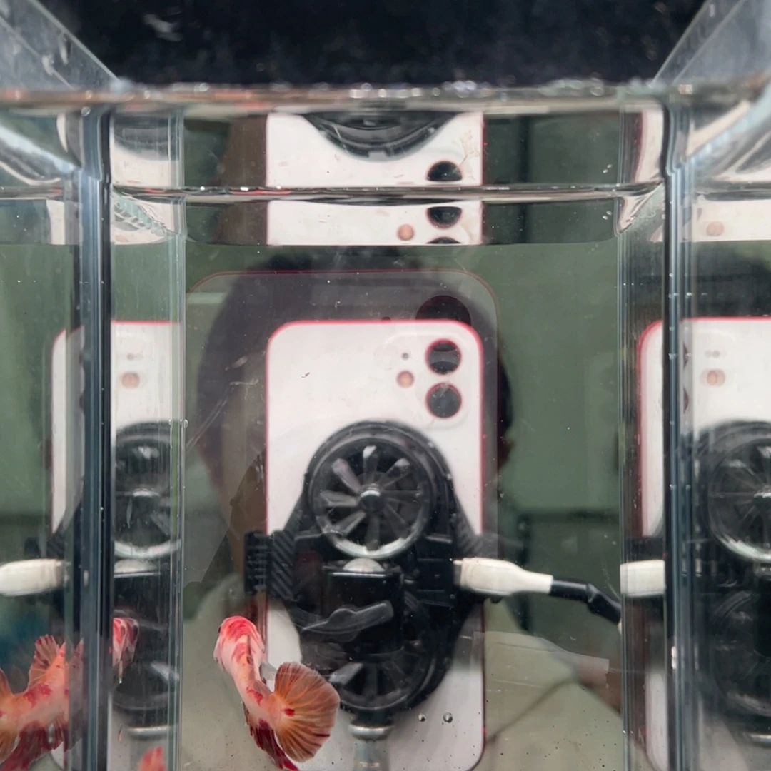 斗鱼印尼精品斗鱼241