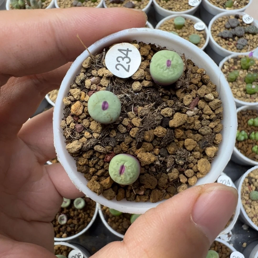 四季红嘴一颗脱土234000