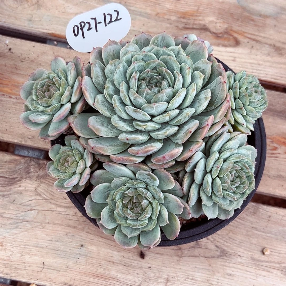 0927-122白恋群。。。