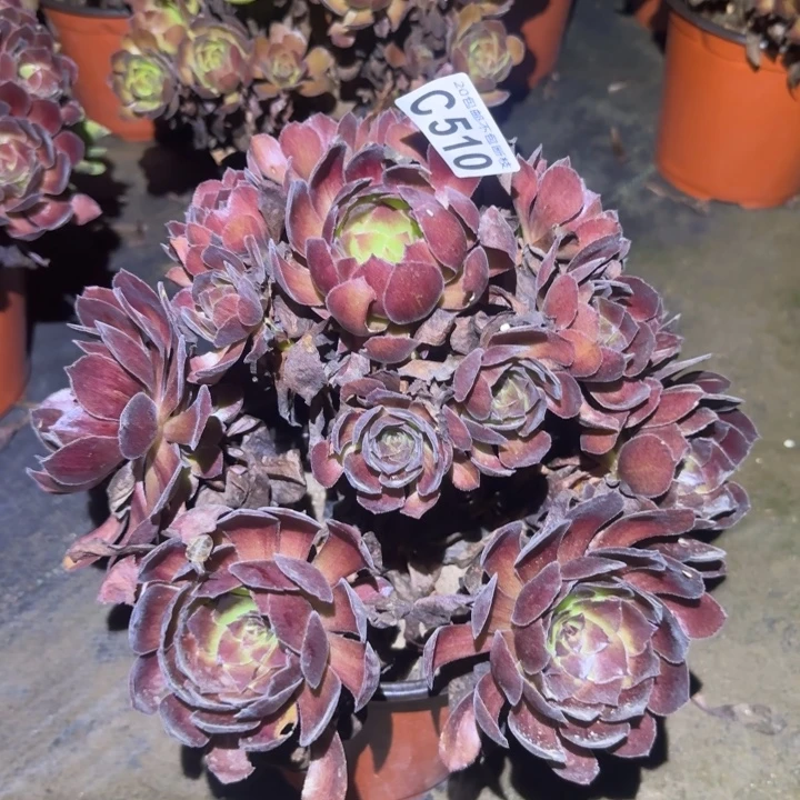 黑美人……多肉植物的