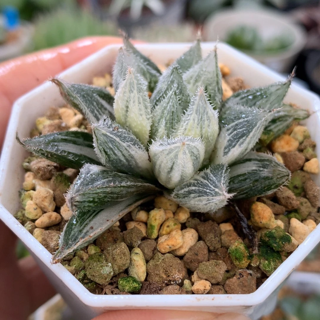 绘卷玉露锦，带盆发货