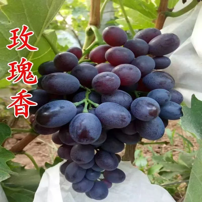 玫瑰香葡萄新鲜水果提子2.5斤净，酸甜口香味浓山东大泽山玫瑰味鲜葡萄当季现摘山东省