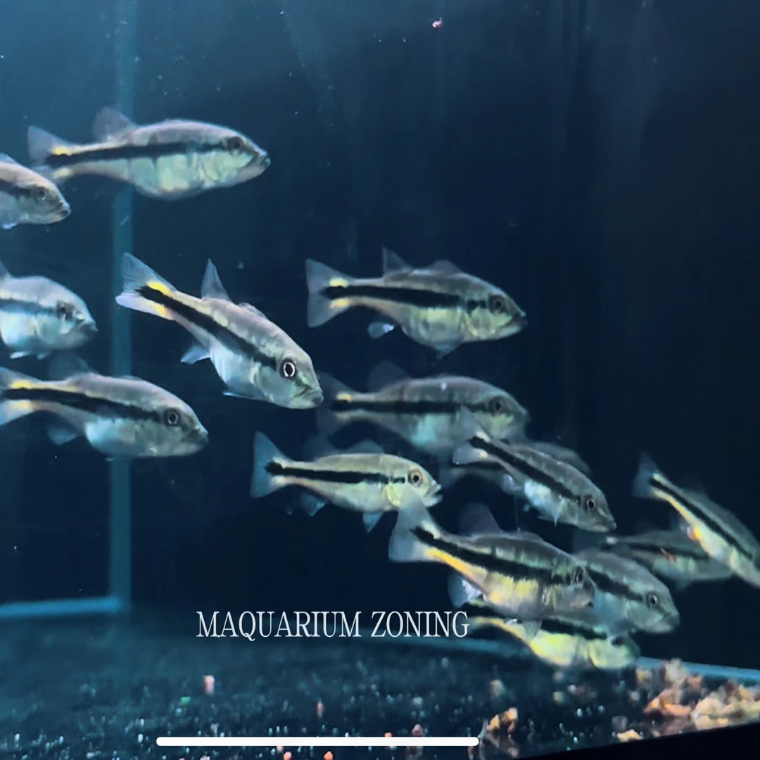 5-6cm圣贝内托进口FOGO火焰三间鱼苗