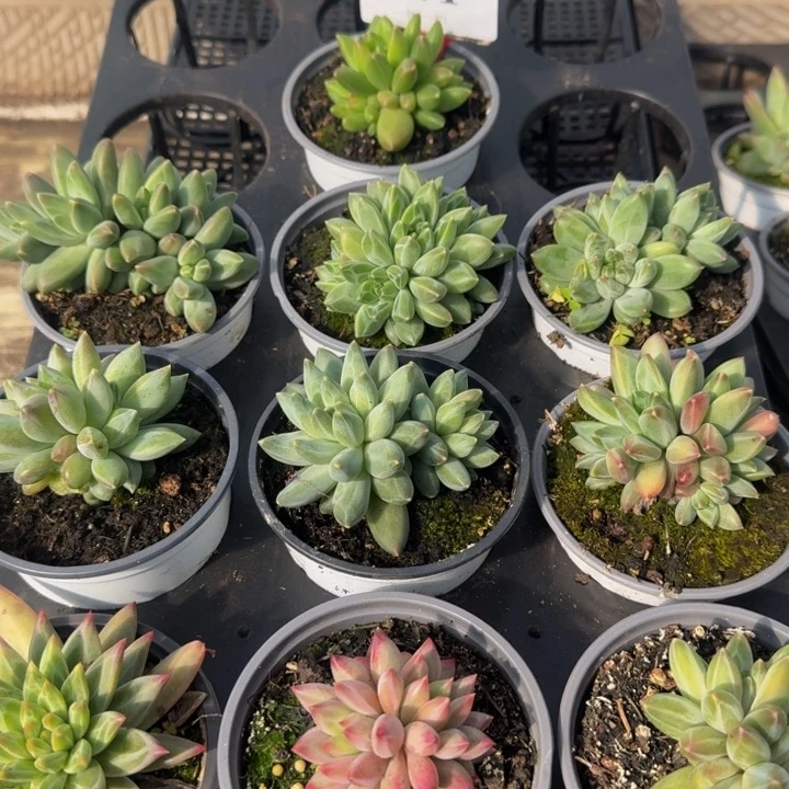 左***死071多肉植物一物一拍