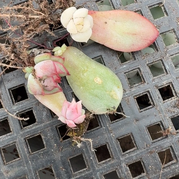 一组叶片一物一拍