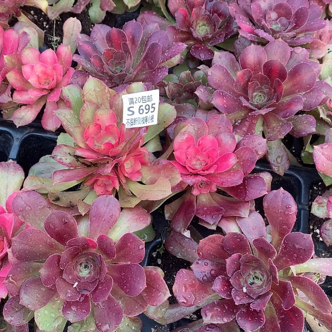 695红牡丹多肉量拍
