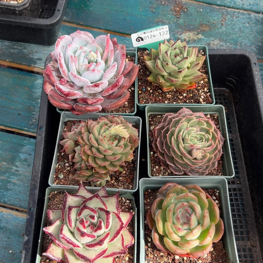 从前慢多肉精选编号0124.122