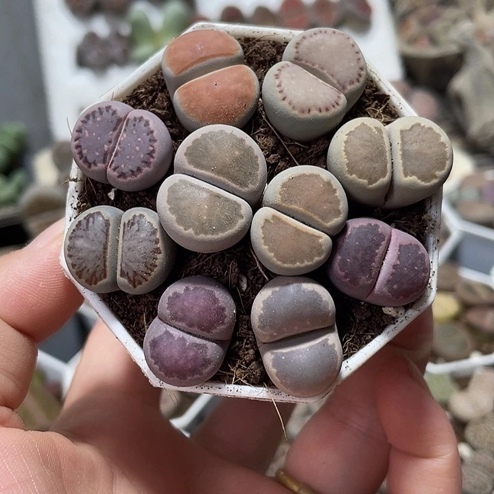 大部分花苞少量开放生石花一盒655