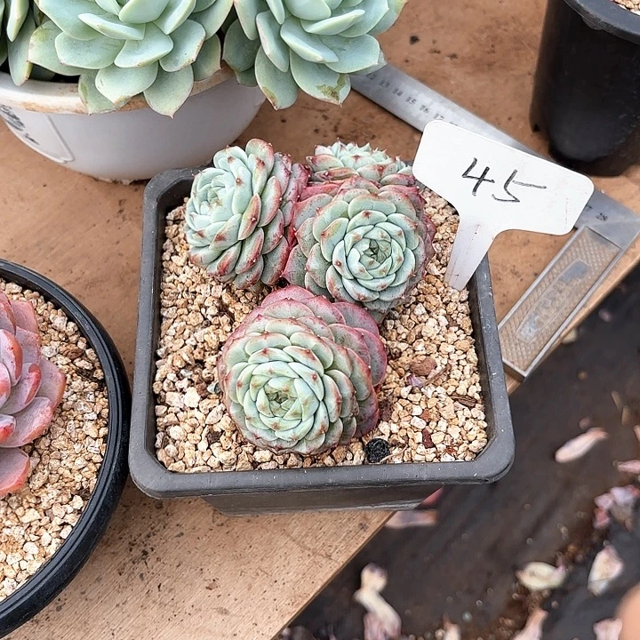 多肉植物，天鹅绒45号