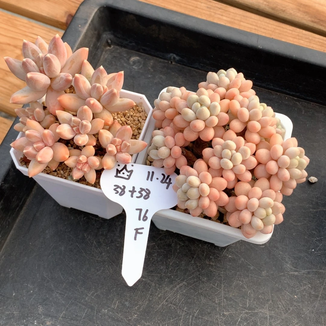 ****两颗一起一物一拍整