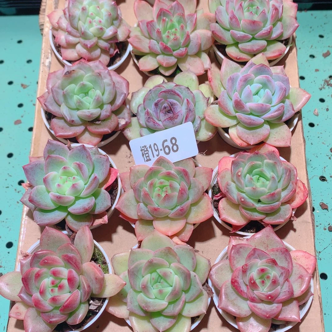 19-68一物一拍多肉带盆18颗