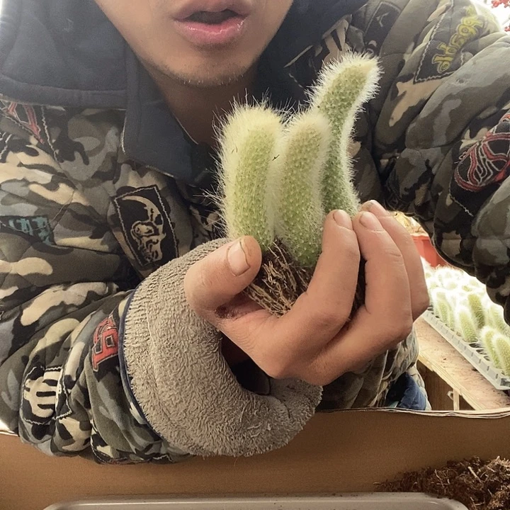 六颗白毛九尾狐带土球